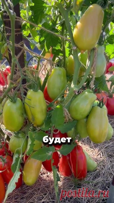 Сегодня поделимся с вами замечательными томатами для открытого грунта, которые обеспечат вам богатый урожай, устойчивость к погодным условиям и превосходный ...