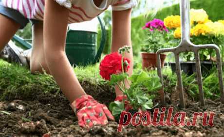 Разбиваем и пересаживаем цветник в мае