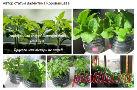 УПРОЩЕННЫЙ СПОСОБ ВЫРАЩИВАНИЯ РАССАДЫ.