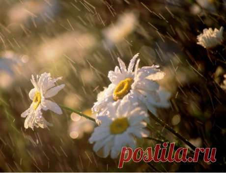 Лето, не уходи! - Стихи - Для души - Статьи - Школа радости