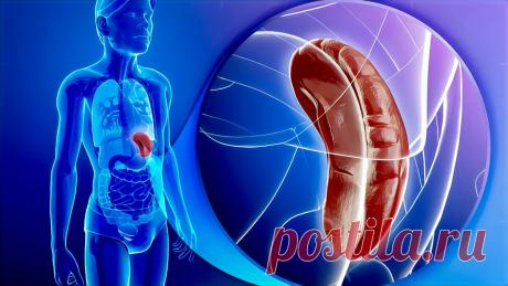 10 проверенных способов поддержать здоровье селезёнки | Павел Корпачев | Яндекс Дзен