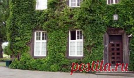 Девичий виноград – как его посадить и вырастить?