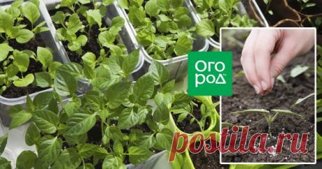 Удобрения для рассады – какие выбрать и как подкармливать растения Хорошая рассада – залог богатого урожая. Поговорим о том, какими удобрениями подкармливать рассаду и как правильно это делать, чтобы достичь максимального результата.