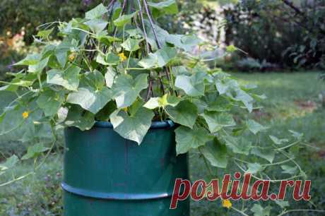 Как получить ранний урожай, высадив огурцы в бочке: достоинства метода, посадка и уход за рассадой