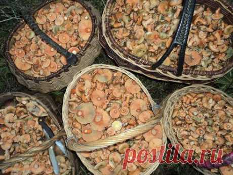 ПРИРОДА УРЖУМА и его окрестностей – Bера Kоролёва Zimmermann добавила фотографию в  Богатство земли Уржумской