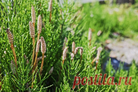 Хвощ в огороде — друг или враг? — Ботаничка