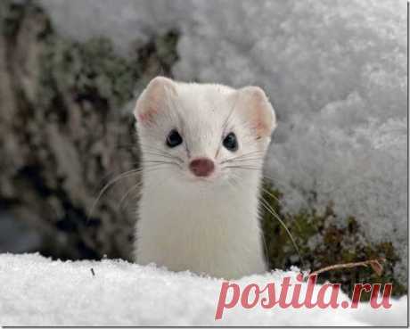 хищники животные