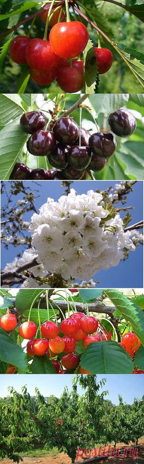 Сорта черешни: как сажать и ухаживать.