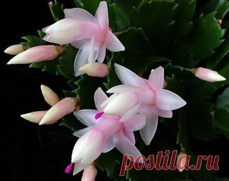 Поливайте декабрист (шлюмбергеру), ПРАВИЛЬНО. ИНСТРУКЦИЯ.