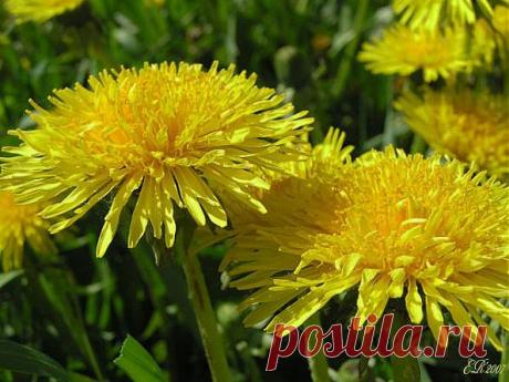 Легенды Цветочного гороскопа. Одуванчик (3 декабря - 12 декабря).