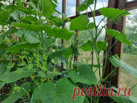 Почему дождевые черви — не всегда добро: как их избыток в парнике вредит корням огурцов. Садоводы привыкли считать дождевых червей союзниками. Они рыхлят почву, улучшают ее структуру и помогают растениям дышать.