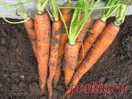 Марганцовка для морковки