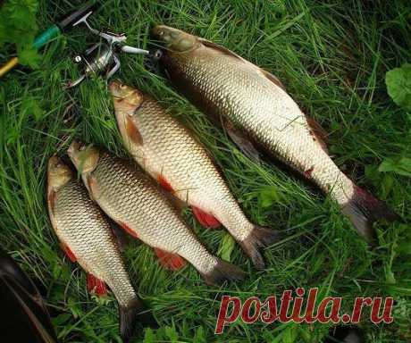 Ловля голавля  / Богатая добыча