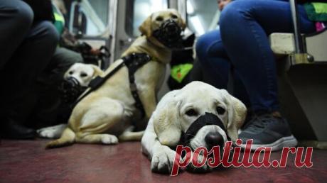 Суд обязал S7 изменить правила перевозки незрячих пассажиров