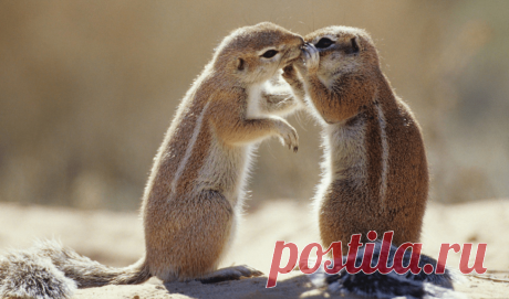 Пуси-пуси юмор для девушек и женщин. Подборка прикольных картинок и фото №ofigennaja-07230713052020 | Офигенная