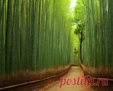 Бамбуковая тропа