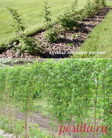 Дачное обозрение: Как садить малину весной