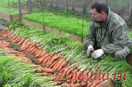 СЕКРЕТЫ УХОДА ЗА МОРКОВЬЮ