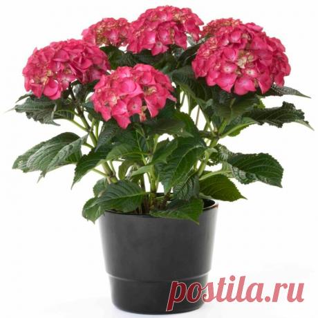 Гортензия комнатная: уход в домашних условиях, сорта и фото | Комнатные растения | Яндекс Дзен