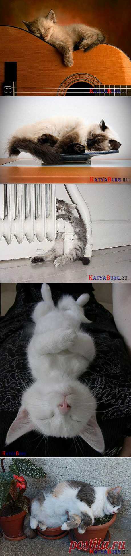 Спящие коты.