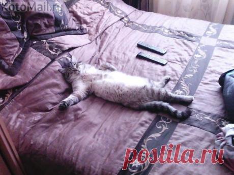 Научился у хозяина