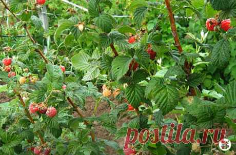 Урожай малины увеличился В 3 РАЗА, а ягоды стали крупными и сладкими, благодаря народной подкормке. Делюсь её рецептом | 6 соток