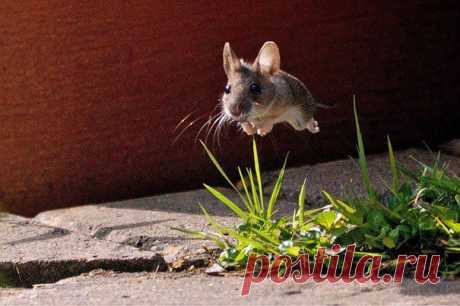 Самые Забавные Фотографии, Сделанные В Правильный Момент. | ТАЙНЫ ВСЕЛЕННОЙ