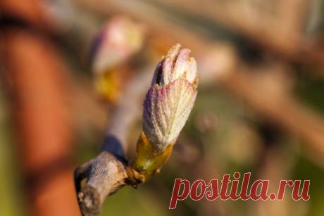 Когда можно снимать укрытия в саду с цветов, кустов, клубники и хвойных | Уход за садом (Огород.ru)