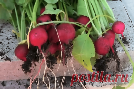 Как вырастить редис: простое руководство – Agro-Info
