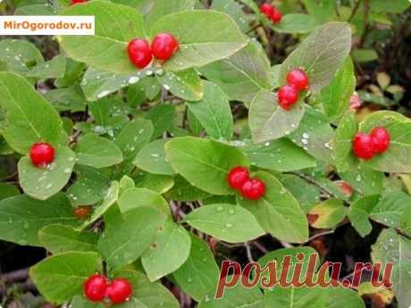 Жимолость Каприфоль: секреты посадки ухода и размножения