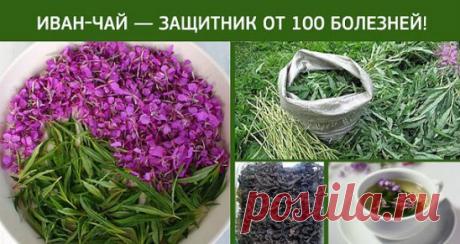 ВСЯ ИНФОРМАЦИЯ ПРО ИВАН-ЧАЙ