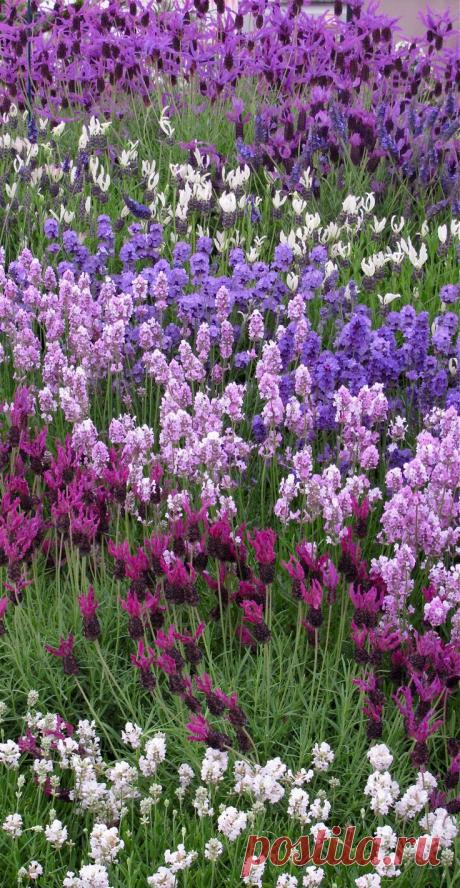 **French and English lavender in different shades