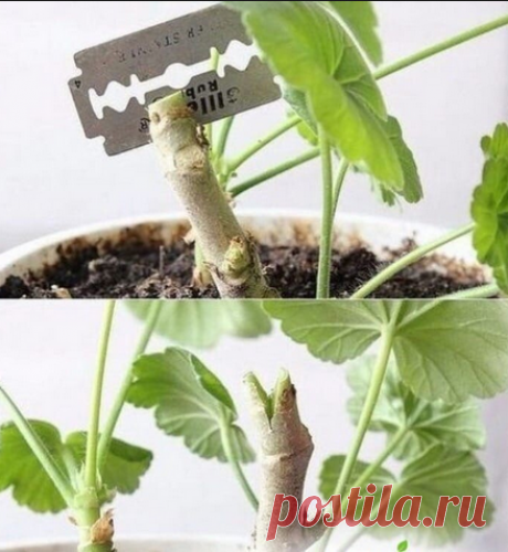 Одноклассники