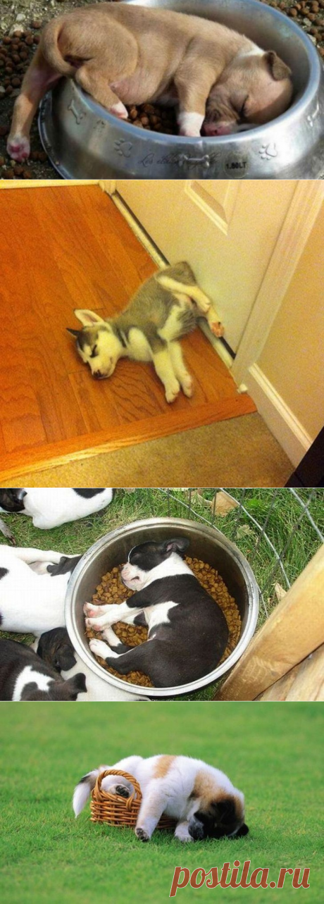 Спят усталые щеночки, в миске спят
