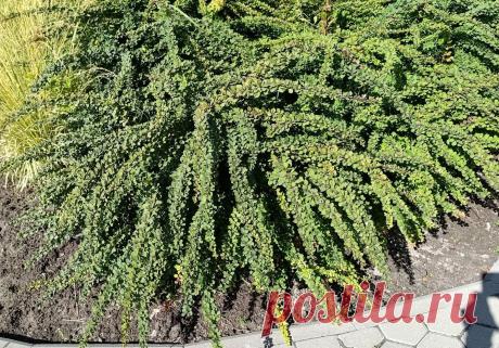 Паспорт растения: Барбарис Тунберга Green Carpet (Bеrberis thunbergii)