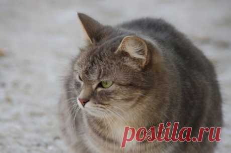 кот / Поиск по тегам / CATFOTO.COM фотографии кошек и котят, дикие кошки, блоги любителей кошек