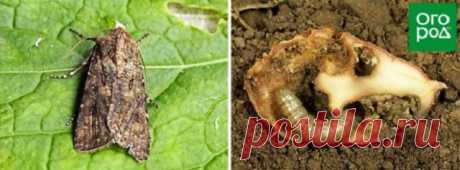 Кто съедает картошку? Топ-5 самых опасных вредителей картофеля