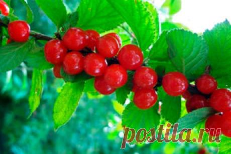 Войлочная вишня: как ухаживать за маленькой обитательницей сада