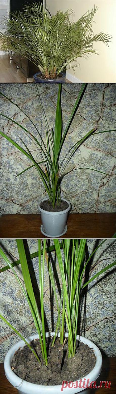 Как вырастить финиковую пальму из косточки | Шедевры рукоделия | ВКонтакте