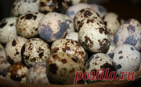 Перепелиные яйца - ампулы здоровья!