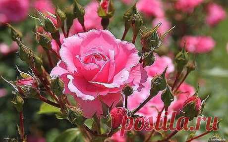 Одноклассники