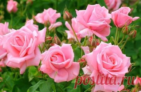 (58) Одноклассники
