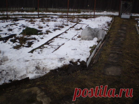 Какие цветы посадить вдоль дорожки? Какие многолетние цветы можно посадить вдоль дорожки, чтобы они не затеняли друг друга. Солнце целый день слева от дорожки, и днем на этом участке небольшая тень от яблони.
Вопрос размещен в р…