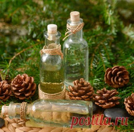 Настойки ели (шишек и хвои): рецепт и применение