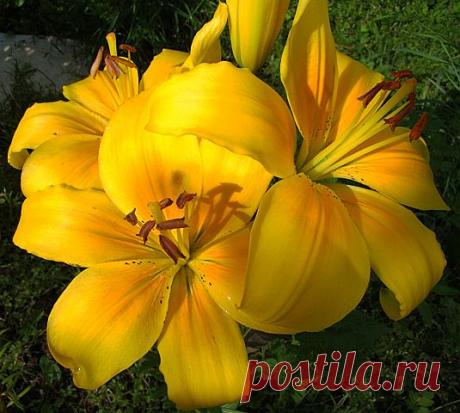 Легенды Цветочного гороскопа. Лилия (11 марта - 20 марта)