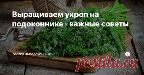 Выращиваем укроп на подоконнике - важные советы | Огород на подоконнике | Яндекс Дзен