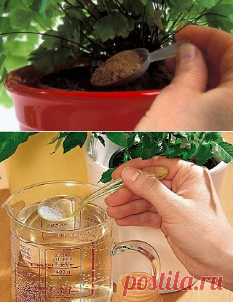 10 лучших подкормок для ваших комнатных цветов, которые оживят даже сухой куст!