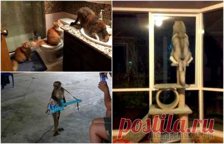 18 смешных животных, чьи выходки заставят посмеяться от души