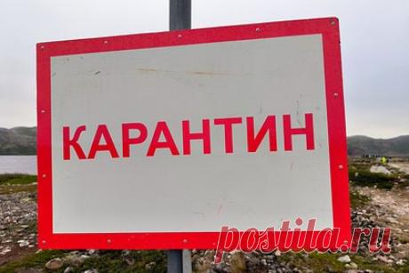 В столичном районе ввели карантин из-за бешенства