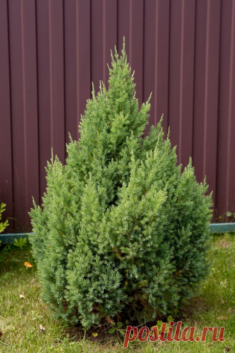 Дачный конкурс: сад семьи Голец